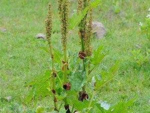 aaaa 级黄是一种野生植物，具有很高的药用价值