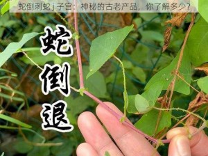 蛇倒刺蛇 j 子宫：神秘的古老产品，你了解多少？