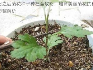 明日之后菊花种子种植全攻略：培育美丽菊花的秘诀与步骤解析