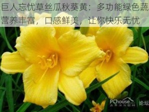 绿巨人忘忧草丝瓜秋葵黄：多功能绿色蔬菜，营养丰富，口感鲜美，让你快乐无忧