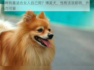 哪种狗最适合女人自己用？博美犬，性格活泼聪明，外形小巧可爱