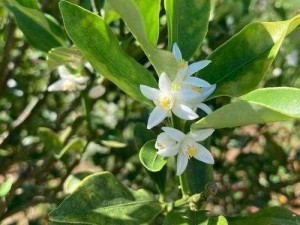 金橘花强不强？花灵手游金橘花羁绊技能详解