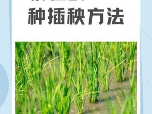 情侣的 30 种插秧法图片视频无法观看：一种独特的情侣互动方式