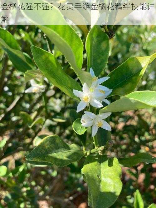 金橘花强不强？花灵手游金橘花羁绊技能详解