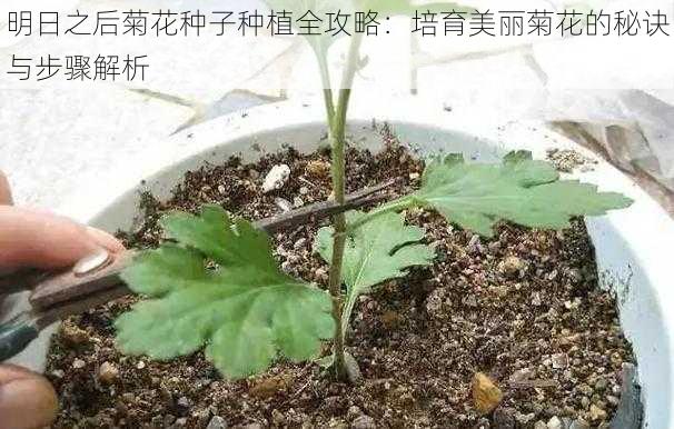 明日之后菊花种子种植全攻略：培育美丽菊花的秘诀与步骤解析