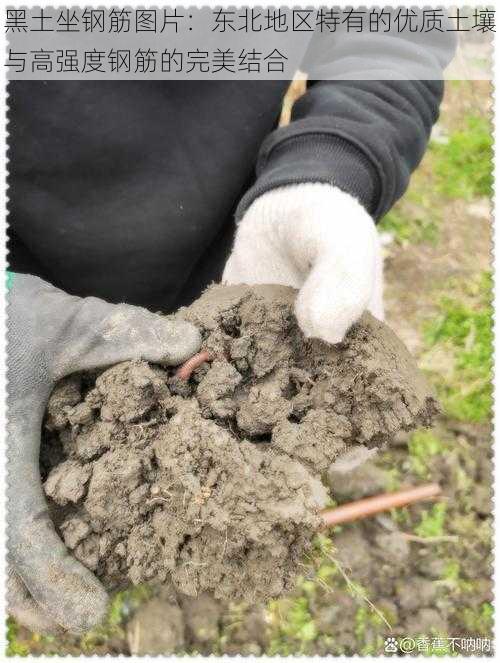 黑土坐钢筋图片：东北地区特有的优质土壤与高强度钢筋的完美结合