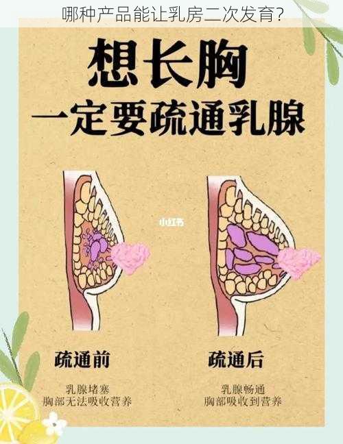 哪种产品能让乳房二次发育？